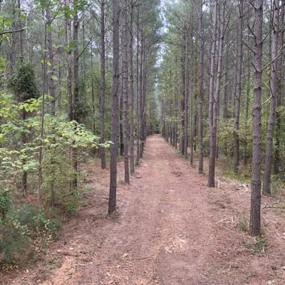 overgrown shooting lane