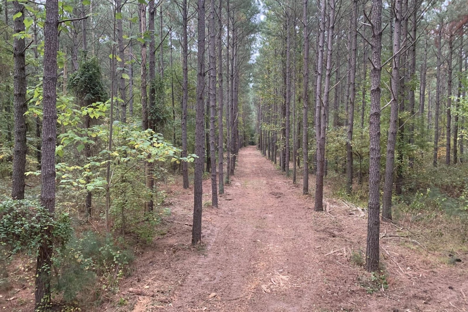 overgrown shooting lane